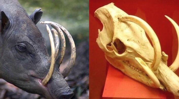 Babirusa