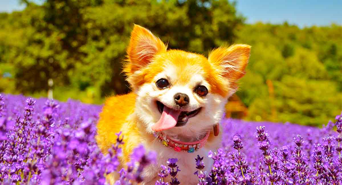 Chihuahua