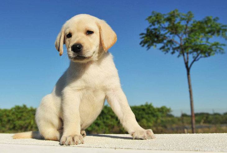 Labrador